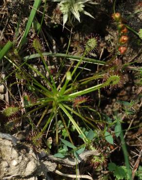 Fotografia 3 da espécie Drosera intermedia no Jardim Botânico UTAD