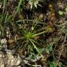 Fotografia 3 da espécie Drosera intermedia do Jardim Botânico UTAD