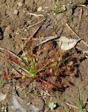 Fotografia 5 da espécie Drosera intermedia no Jardim Botânico UTAD