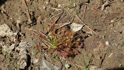 Fotografia da espécie Drosera intermedia