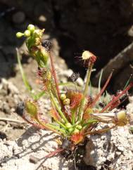 Drosera intermedia