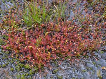 Fotografia da espécie Drosera intermedia
