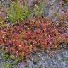 Fotografia 6 da espécie Drosera intermedia do Jardim Botânico UTAD