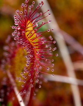 Fotografia 8 da espécie Drosera intermedia no Jardim Botânico UTAD