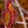 Fotografia 8 da espécie Drosera intermedia do Jardim Botânico UTAD