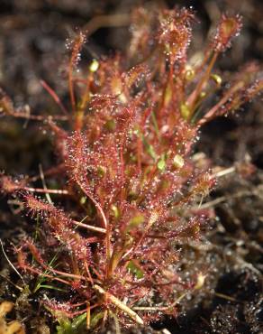 Fotografia 9 da espécie Drosera intermedia no Jardim Botânico UTAD