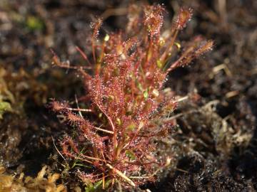 Fotografia da espécie Drosera intermedia