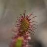 Fotografia 10 da espécie Drosera intermedia do Jardim Botânico UTAD