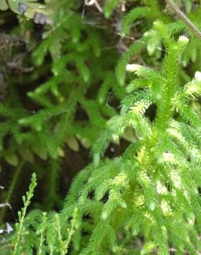 Fotografia 14 da espécie Lycopodiella cernua no Jardim Botânico UTAD