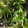 Fotografia 15 da espécie Lycopodiella cernua do Jardim Botânico UTAD