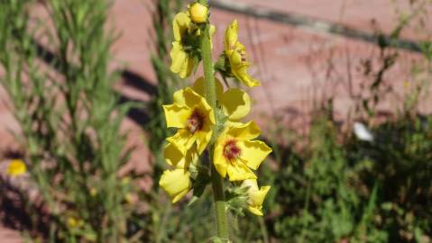 Fotografia da espécie Verbascum virgatum