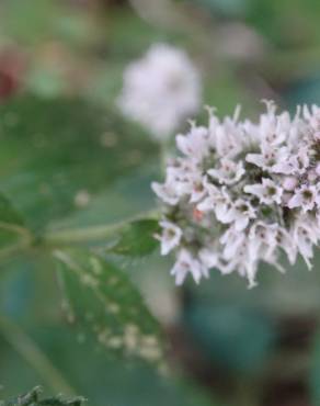 Fotografia 19 da espécie Mentha longifolia no Jardim Botânico UTAD