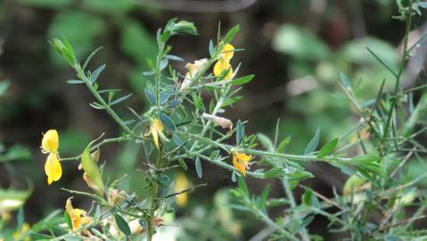 Fotografia da espécie Genista falcata