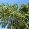 Fotografia 17 da espécie Catalpa bignonioides do Jardim Botânico UTAD