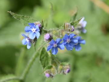 Fotografia da espécie Pentaglottis sempervirens