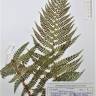 Fotografia de herbário 1 da espécie Polystichum setiferum no Jardim Botânico UTAD