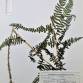 Fotografia 3 de herbário da espécie Athyrium filix-femina no Jardim Botânico UTAD