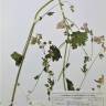 Fotografia de herbário 1 da espécie Malva tournefortiana no Jardim Botânico UTAD