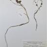 Fotografia de herbário 1 da espécie Ranunculus penicillatus no Jardim Botânico UTAD