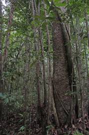 Fotografia da espécie Agathis borneensis
