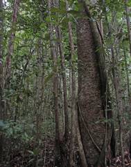 Agathis borneensis