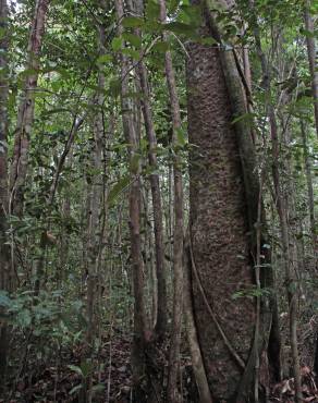 Fotografia 1 da espécie Agathis borneensis no Jardim Botânico UTAD