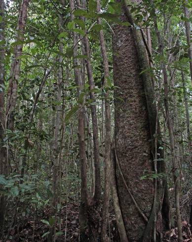 Fotografia de capa Agathis borneensis - do Jardim Botânico