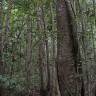 Fotografia 1 da espécie Agathis borneensis do Jardim Botânico UTAD