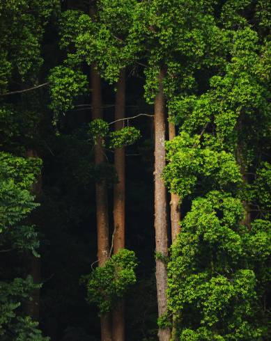 Fotografia de capa Agathis dammara - do Jardim Botânico