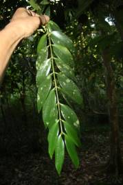 Fotografia da espécie Agathis kinabaluensis
