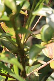 Fotografia da espécie Agathis kinabaluensis