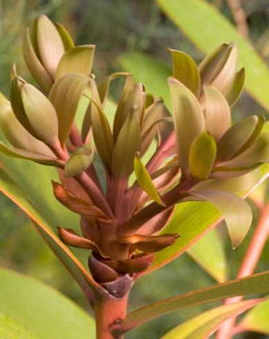 Fotografia de capa Agathis lanceolata - do Jardim Botânico