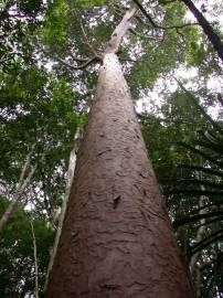 Fotografia da espécie Agathis lanceolata