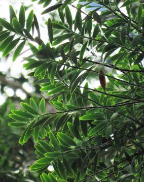 Fotografia 3 da espécie Agathis lanceolata no Jardim Botânico UTAD