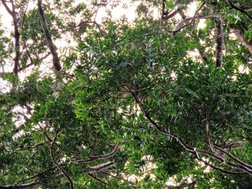Fotografia da espécie Agathis lanceolata
