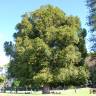 Fotografia 6 da espécie Agathis lanceolata do Jardim Botânico UTAD