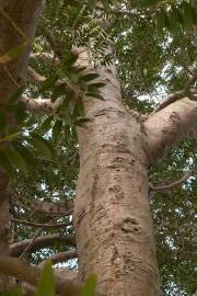 Fotografia da espécie Agathis lanceolata