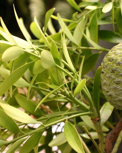 Fotografia de capa Agathis macrophylla - do Jardim Botânico