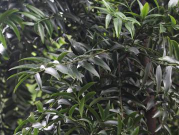 Fotografia da espécie Agathis macrophylla