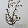 Fotografia de herbário 1 da espécie Anchusa undulata no Jardim Botânico UTAD