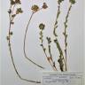 Fotografia de herbário 1 da espécie Euphorbia hirsuta no Jardim Botânico UTAD