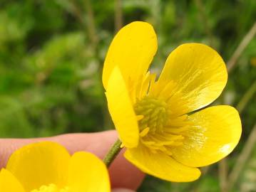 Fotografia da espécie Ranunculus trilobus