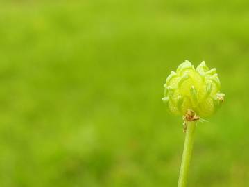 Fotografia da espécie Ranunculus trilobus