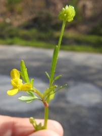 Fotografia da espécie Ranunculus trilobus