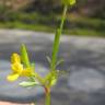 Fotografia 6 da espécie Ranunculus trilobus do Jardim Botânico UTAD