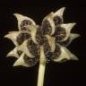 Fotografia 7 da espécie Ranunculus trilobus do Jardim Botânico UTAD