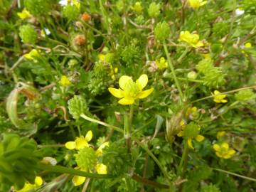 Fotografia da espécie Ranunculus trilobus