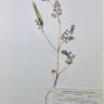 Fotografia de herbário 1 da espécie Scandix pecten-veneris no Jardim Botânico UTAD