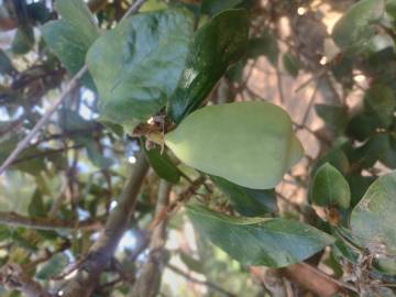 Fotografia da espécie Ficus pumila