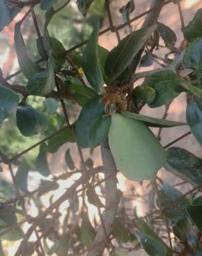 Fotografia 18 da espécie Ficus pumila no Jardim Botânico UTAD